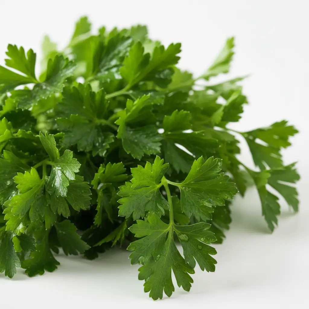 Parsley by CASABLANCA